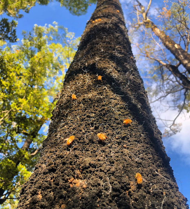 The Hidden Treasure of the Southern Alps: Black Beech Honeydew Honey
