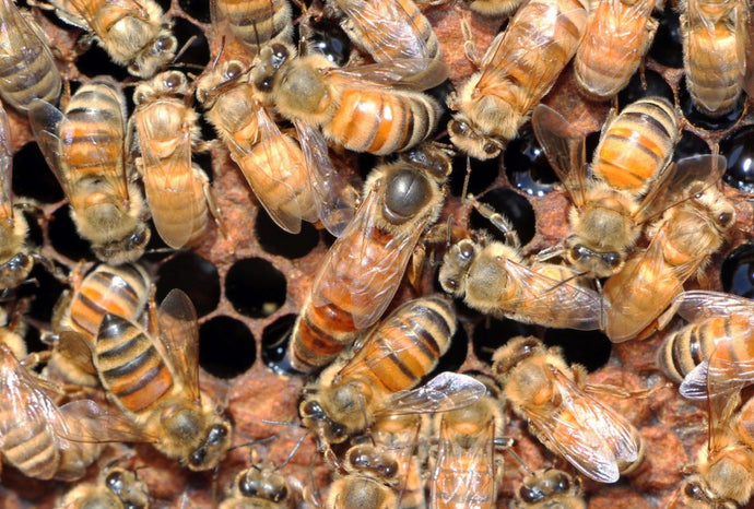 Southern Alps Honey ~ Queen Raising Begins